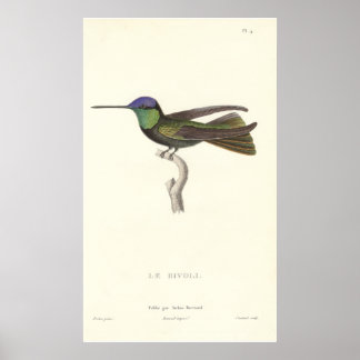 Duke av Rivolis Hummingbird från Antique Print Poster