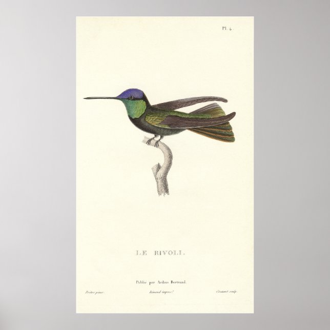 Duke av Rivolis Hummingbird från Antique Print Poster (Framsidan)