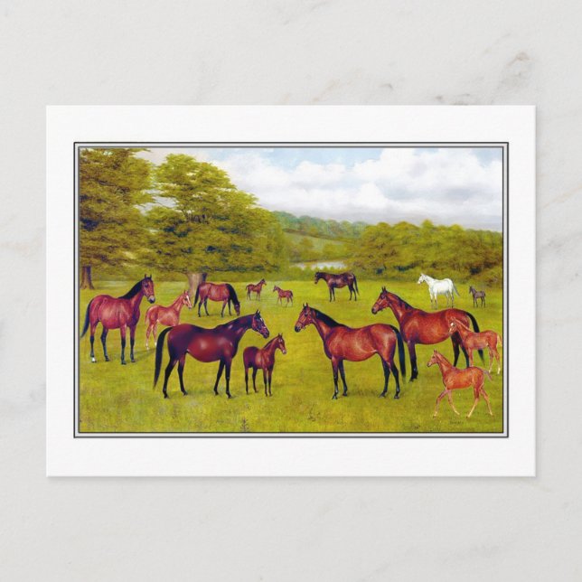 Duke of Westminsters Mares and Foal Vykort (Framsida)