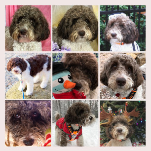 Duke the Labradoodle Calendar Kalender