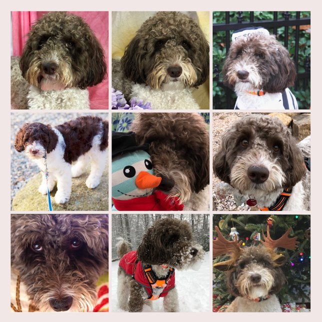 Duke The Labradoodle-kalender Kalender (Skapare uppladdad)