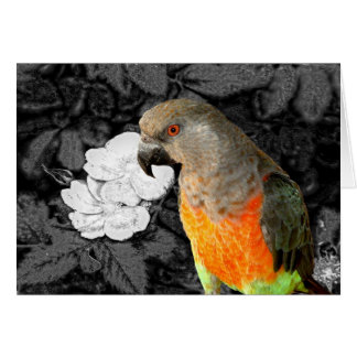 Dukie Duke Hälsningskort