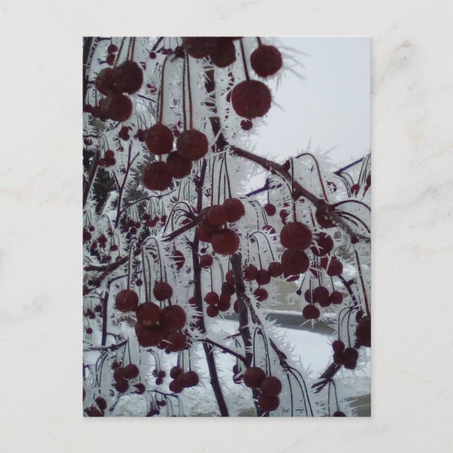 Dulutjebölja från frysta bär helg vykort (Framsida)