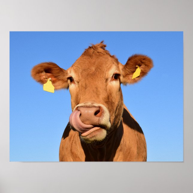 Dum Brun Ko Närbild Poster (Framsidan)