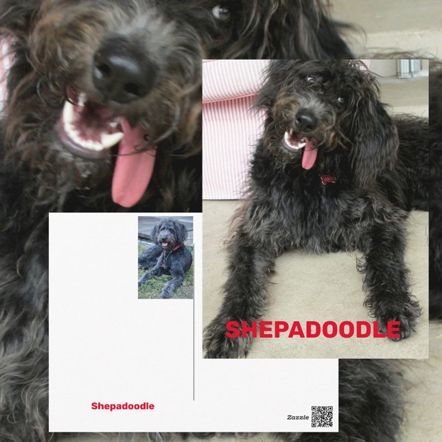 Dum glad Shepadoodle hundras Vykort (Skapare uppladdad)