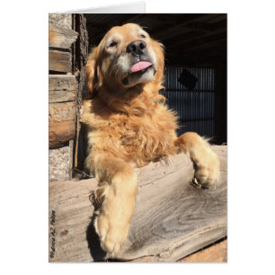 Dum Golden Retriever Fotografi Tom Insida Hälsningskort
