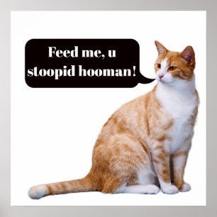 Dum Hooman rolig hungrig katt Poster