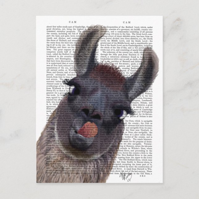 Dum Llama Vykort (Framsida)