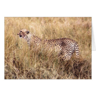 Duma (Cheetah) Hälsningskort