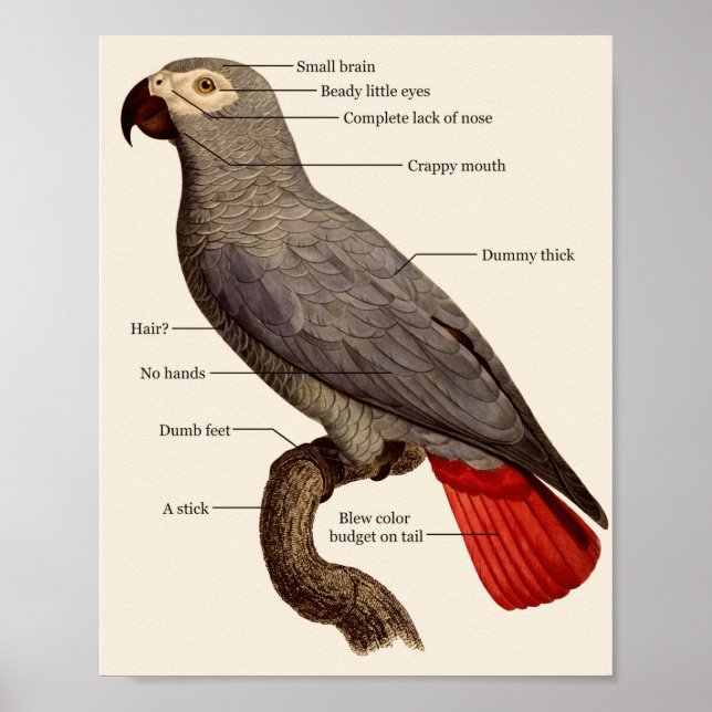 Dumb Bird Anatomy Poster (Framsidan)