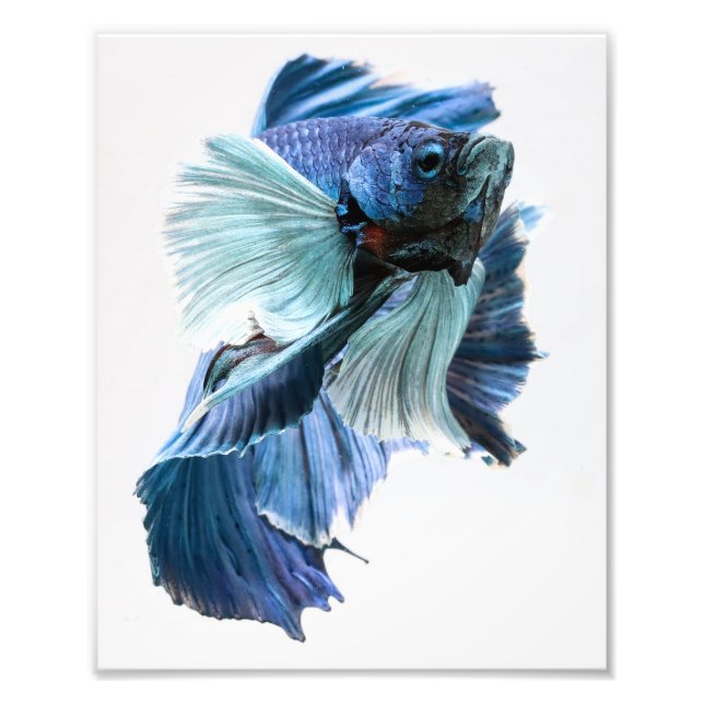 Dumbo Halfmoon Betta Fish Fototryck (Framsidan)