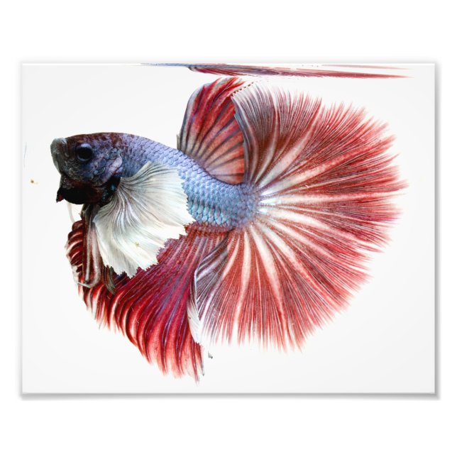 Dumbo Halfmoon Male Betta Fish Fototryck (Framsidan)