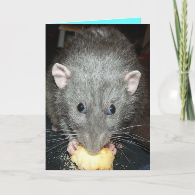 dumbo råtta ätkaka Birthday-kort Kort (Framsida)