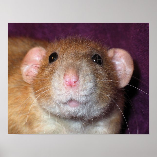 Dumbo Råtta Poster (Framsidan)