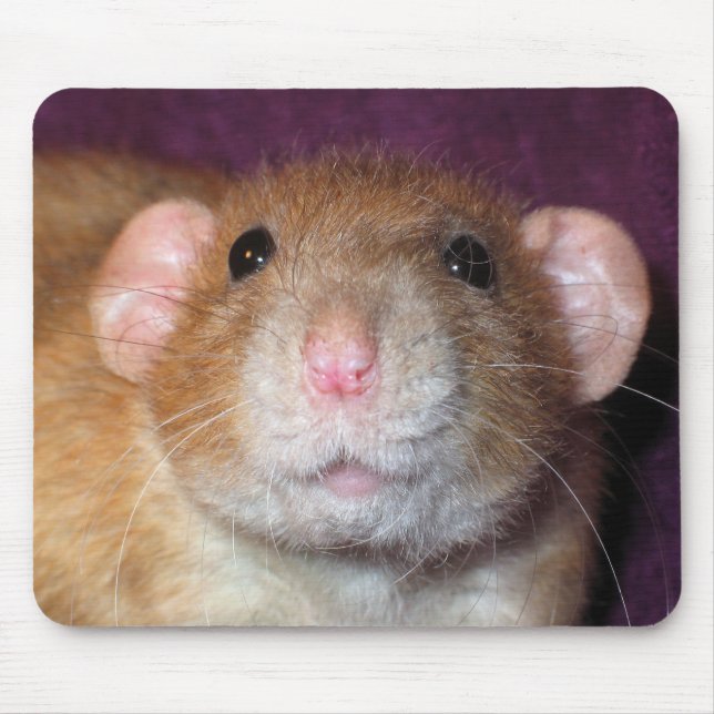 Dumbo-rattormattan Musmatta (Framsidan)
