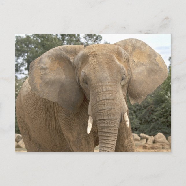 Dumbo vykort (Framsida)