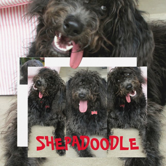 Dumma Shepadoodles Hundar Vykort (Skapare uppladdad)