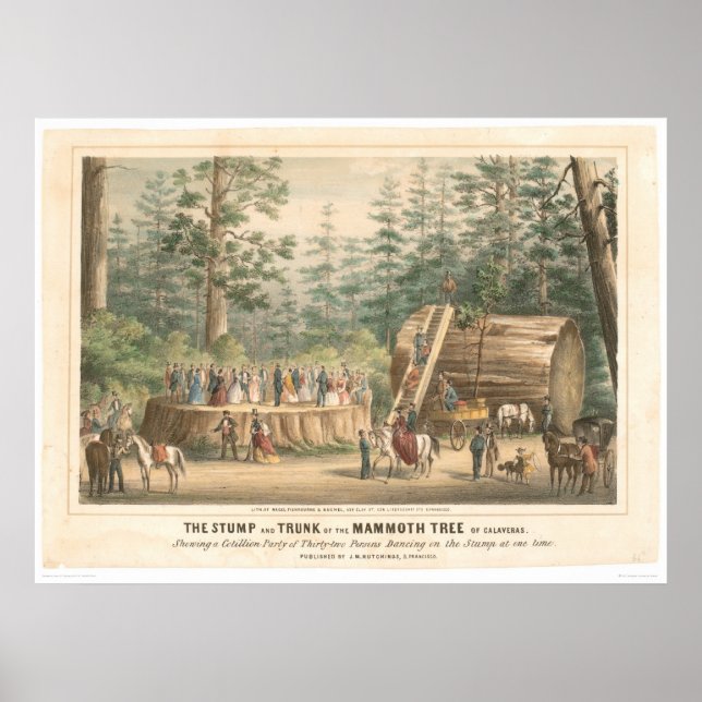 Dumma Träd i Calaveras (0977A) Poster (Framsidan)