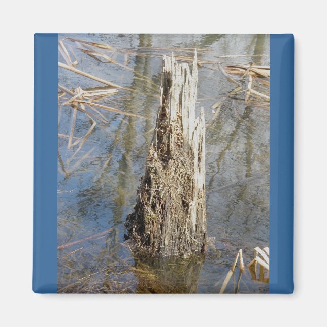 Dumpa i Pond Magnet (Framsidan)