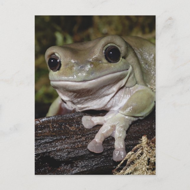 Dumpy Träd Frog. Sömmande Frog. Litoria caerulea. Vykort (Framsida)