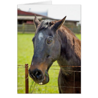 Dumt hästkort hälsningskort