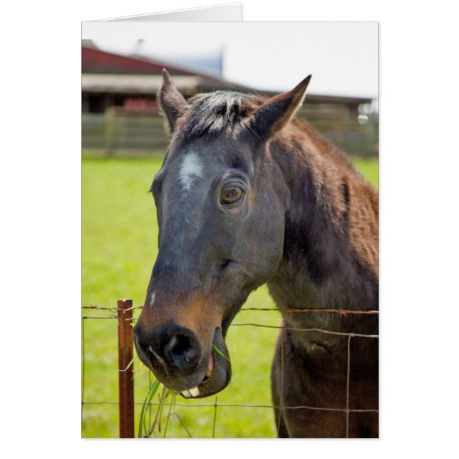 Dumt hästkort hälsningskort (Framsidan)