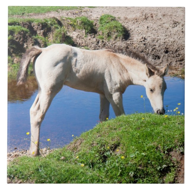 Dun-buckskin fosterhäst Tile Kakelplatta (Framsidan)