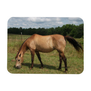 Dun Connemara Pony, Horse, Bete in Pasture Magnet