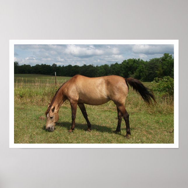 Dun Connemara Pony, Horse, Bete in Pasture Poster (Framsidan)