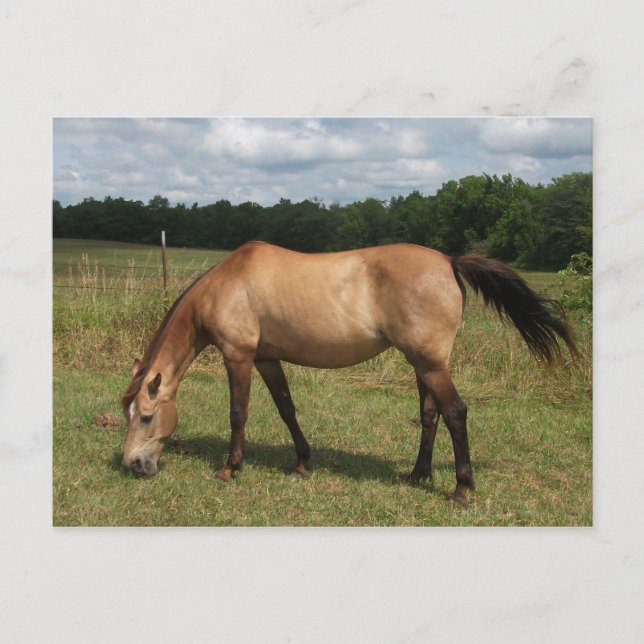 Dun Connemara Pony, Horse, Bete in Pasture Vykort (Framsida)