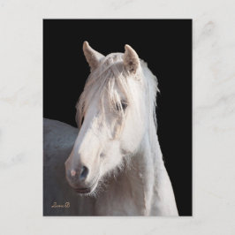 Dunalino American Bashkir Curly vycard Vykort