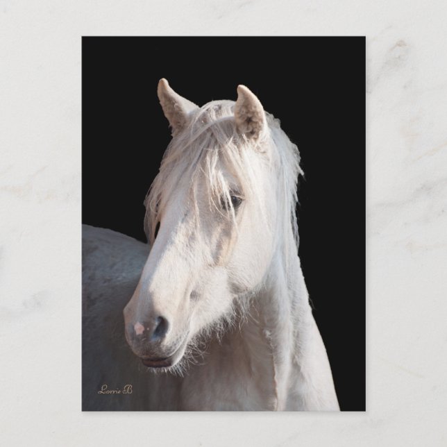 Dunalino American Bashkir Curly vycard Vykort (Framsida)