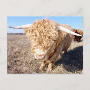 Duncan the Highland Bull Vykort