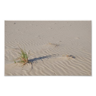 Dune Grass på stranden Fototryck