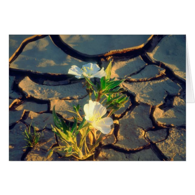 Dune Primrose växer ur sprucken lera Hälsningskort (Framsidan Horizontal)
