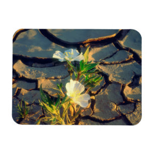 Dune Primrose växer ur sprucken lera Magnet