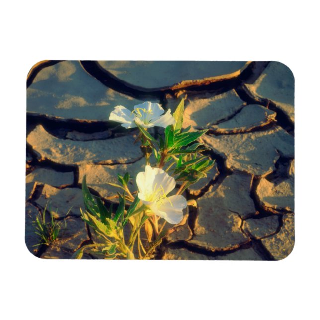 Dune Primrose växer ur sprucken lera Magnet (Horisontell)