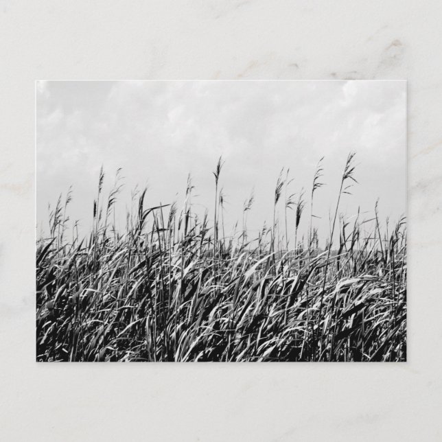 Dune Triptych III Vykort (Framsida)