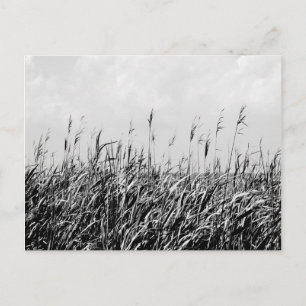 Dune Triptych III Vykort