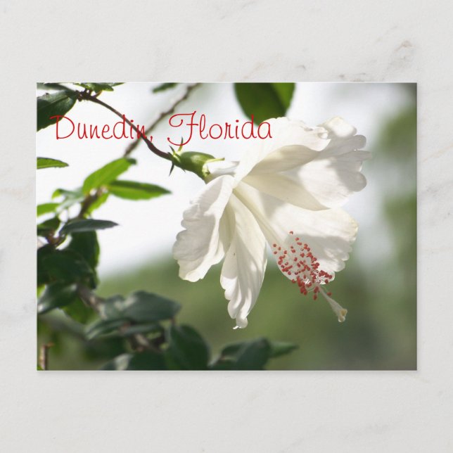 Dunedin, Florida Vykort (Framsida)