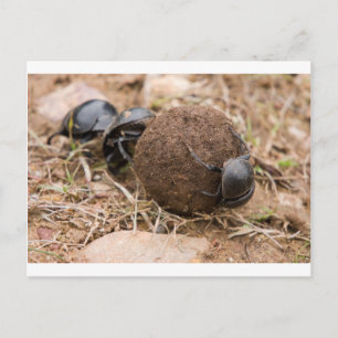 Dung Beetle Vykort
