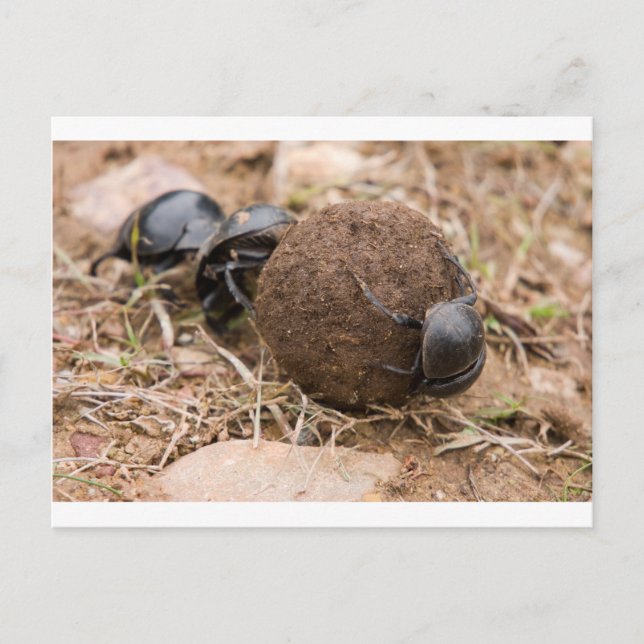 Dung Beetle Vykort (Framsida)