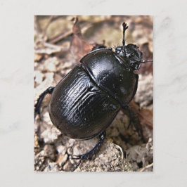 Dung Beetles Vykort