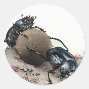 Dung Bettle Runt Klistermärke
