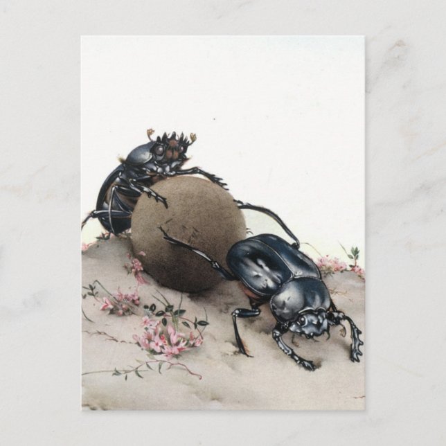 Dung Bettle Vykort (Framsida)