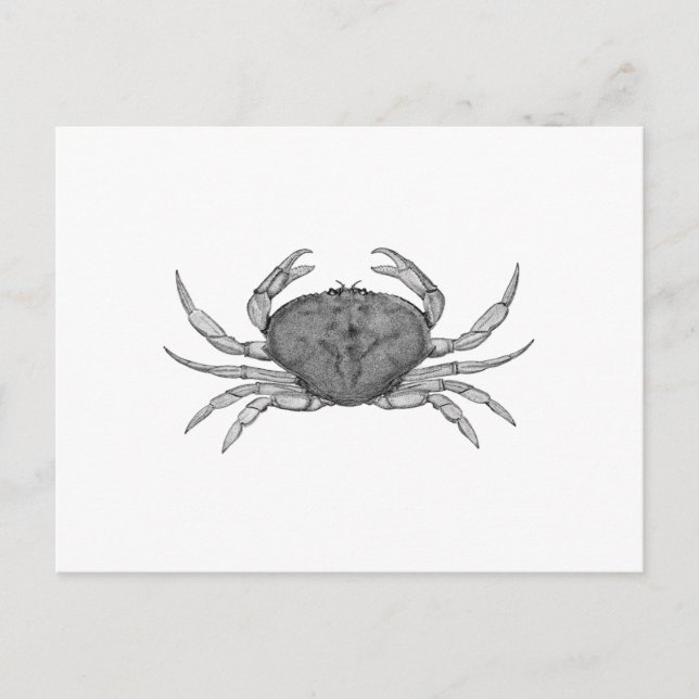 Dungeness-krabba logotyp (linjeteckning) vykort (Framsida)