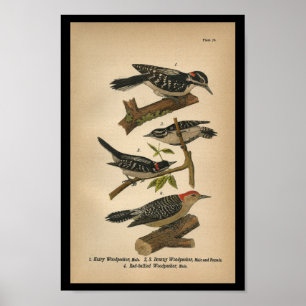 Dunig hackspett 1890 för fågeltryck poster