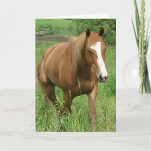 Dunit, Horse Birthday Kort