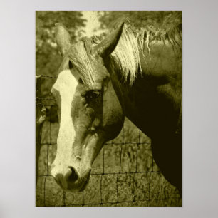 Dunit i Sepia Tint Poster