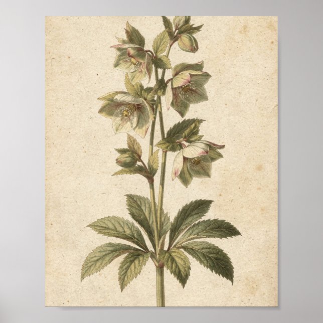 Dunkel Helleborus Blommor Botanisk Konst Affisch (Framsidan)